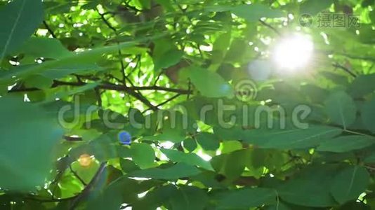 夏天`阳光透过胡桃树的叶子视频