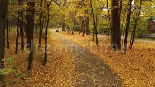 沥青路在秋林，缓慢，平稳的无人机飞行.. 黄叶舔马路两边..视频