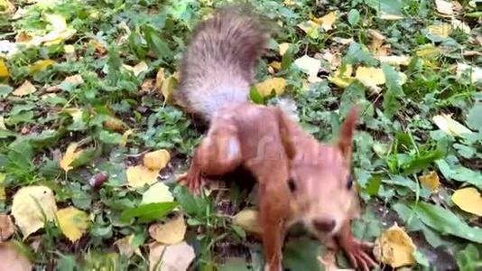 松鼠看着公共公园里绿草和秋叶上的镜头视频