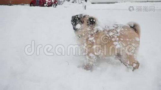 女人玩她的狗，向他扔雪，咬雪，主人在冬天玩宠物视频