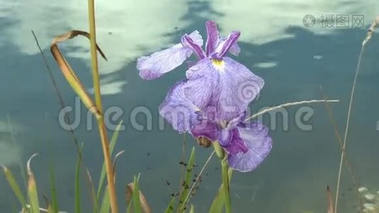 紫芙蓉在水旁边视频