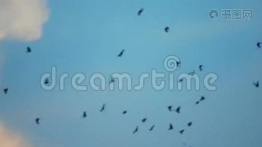 一群鸟在飞，在天空中回头。视频