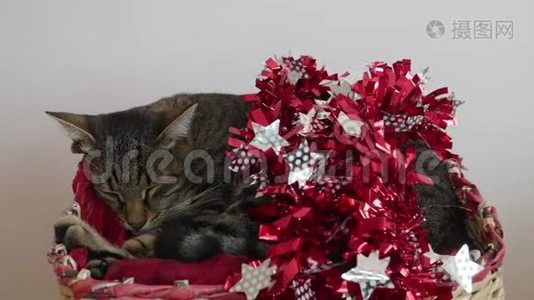 猫正睡在圣诞篮子里，而`的女人则把圣诞老人的帽子戴在猫`头上视频