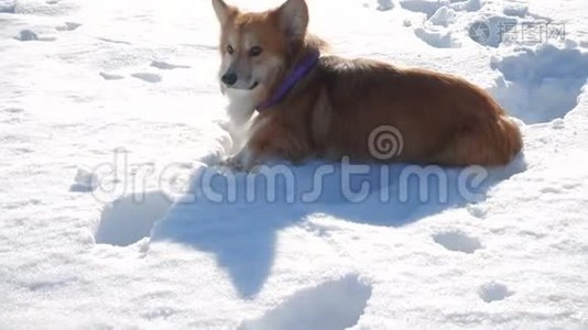 在阳光明媚的冬日，科吉蓬松地躺着雪视频