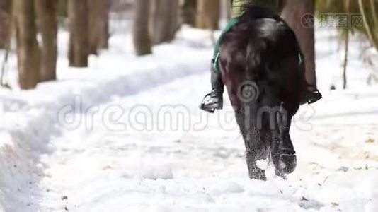 深冬。在晴朗的天气里，一个女人骑着马在雪地上的森林里散步视频