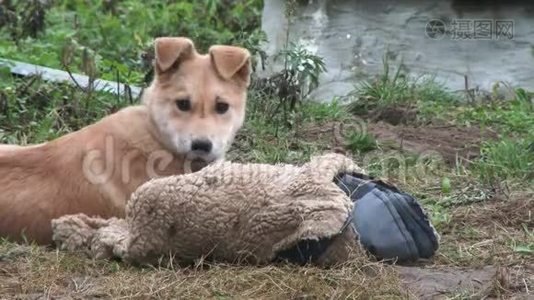 4k. 一只警卫姜狗在玩旧衣服。 狗泪暖窝窝.. 村里的一条链子上的警犬。 警卫视频