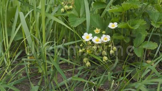 花园草莓的花视频