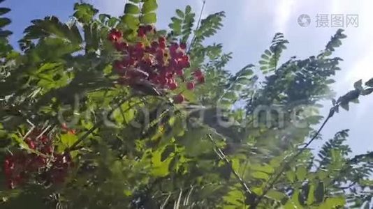 阳光透过树叶和浆果。 成熟的红色浆果在木头背景上摇曳。 一堆山灰清风视频