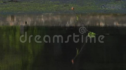 常见的翠鸟在这一点上视频