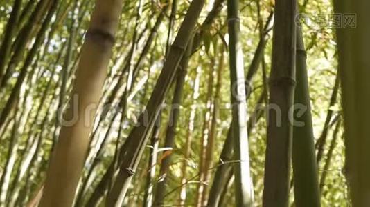 生长在竹树林中的竹茎。视频