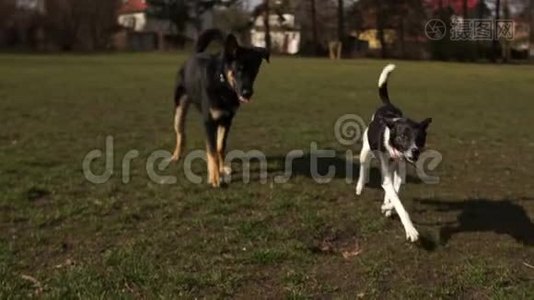 好斗的雌性狗把一只雄性狗从自己身边赶走，咆哮着，咬牙切齿。 狗在公园散步视频