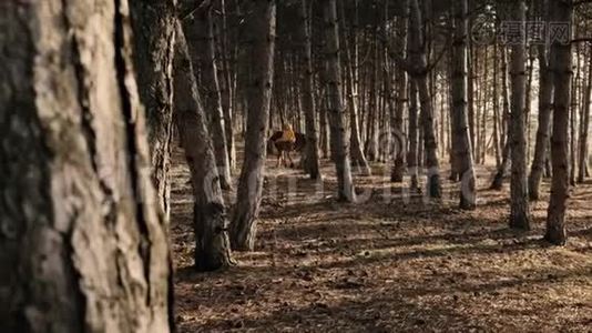 金发女郎正在树林里奔跑，她的棕色-白色美丽的马慢慢地运动着视频