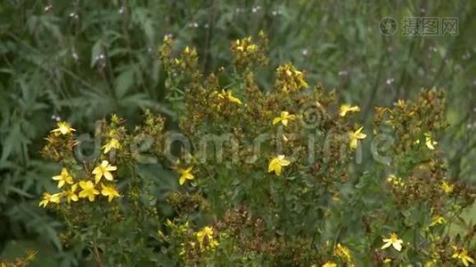 黄色马利筋野花视频