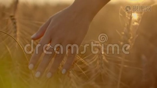 日落时分，女农民沿着麦田漫步，用手农业的理念触摸麦穗.视频