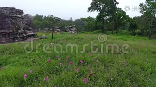 泰国柴雅福花园中暹罗花的鸟瞰图视频