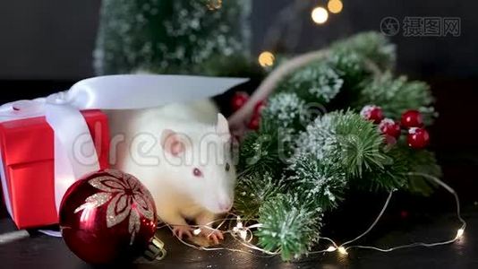 新年`的视频，象征着2020年的白鼠。 老鼠坐在圣诞礼物、冷杉树枝和花环的背景上视频