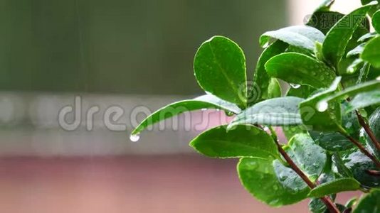 雨中的山茶叶视频