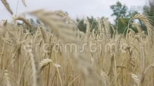 田间大麦在时期收获视频