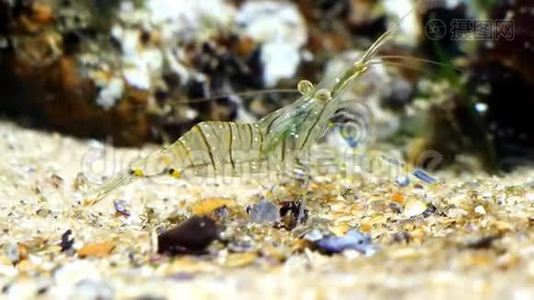 可爱有趣的对虾，棕榈线虫，咸水岩池虾在黑海海洋生物群落水族馆寻找食物，入侵视频