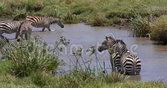 格兰特`斑马，埃库斯波切利博米，赫德站在水洞，马赛马拉公园在肯尼亚，实时视频