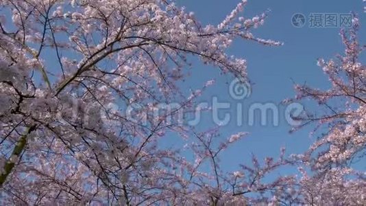 在阿姆斯特丹有400棵樱花树，春天你可以尽情享受视频