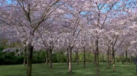 在阿姆斯特丹有400棵樱花树，春天你可以尽情享受视频