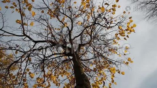 最后一片叶子在林登树上视频