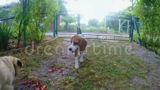 好奇的比格狗在散步时嗅着相机。 狗训练视频