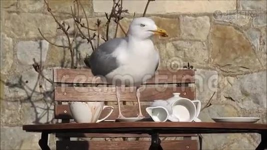 海鸥滑稽野餐视频