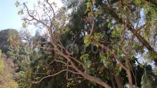 猴子坐在树上吃东西。 镜头围绕着动物视频