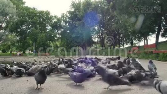 在夏季城市公园的人行道上，一大群鸽子在吃种子，背景是绿树。 关闭底部视图视频