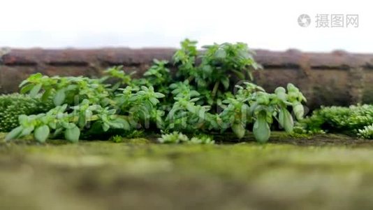 关闭潮湿的苔藓和生长在角落的野生植物视频