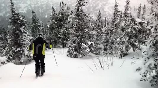 在活动后景，活跃的滑雪者滑雪在惊人的滑雪坡通过松林。 在阳光明媚的白天欣赏风景视频