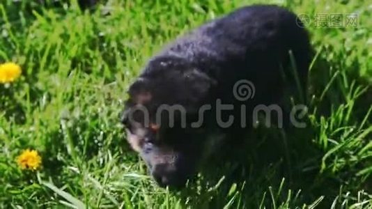 特写一只黑德国牧羊犬坐在绿草中视频