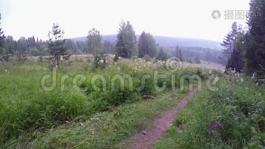 乌拉尔山谷的乡村道路、树木和鲜花。 乌拉尔的雨天。视频