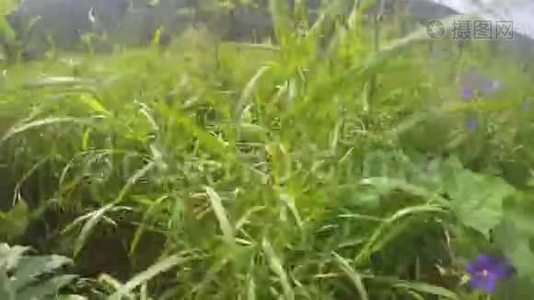 从山上看河流和茂密的绿草。 POV. 乌拉尔的性质。视频