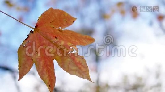 特写镜头。 枫树的秋叶在模糊的树叶和天空的背景上视频