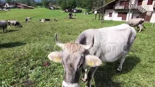 一头典型的提洛尔高山奶牛的特写镜头，然后转过身，在全景中看着其他奶牛视频