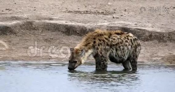 现场鬣狗饮用水Etosha，纳米比亚视频