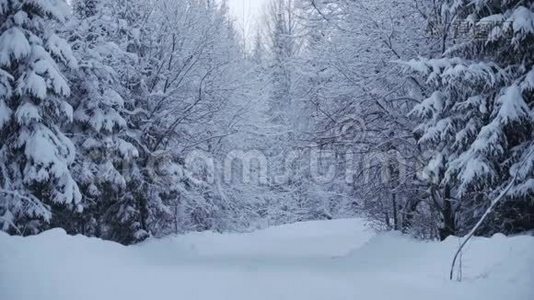 冬天森林里下雪视频