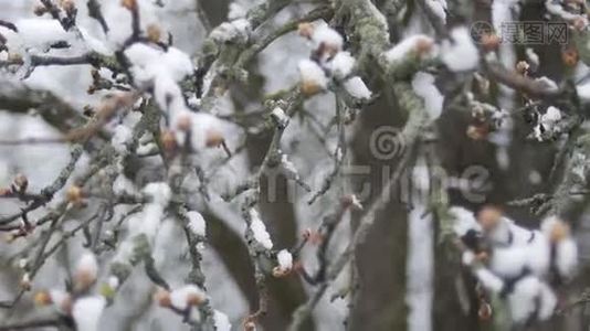 春天霜冻的阴天，雪下树枝上的芽。视频