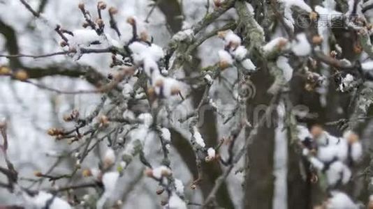 春天霜冻的阴天，雪下树枝上的芽。视频