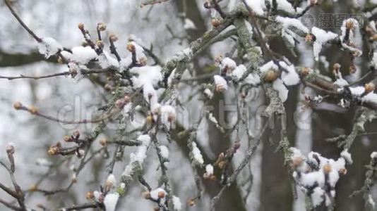 春天霜冻的阴天，雪下树枝上的芽。视频