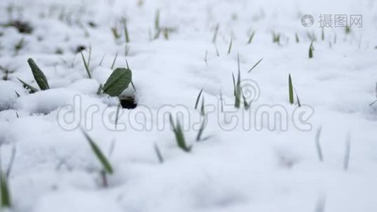 在雪下种芽。 在多云天气下，春雪下，绿草如茵。视频