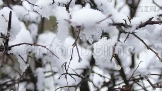 春天霜冻的阴天，雪下树枝上的芽。视频