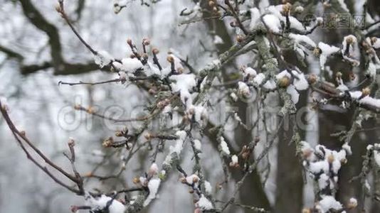 春天霜冻的阴天，雪下树枝上的芽。视频