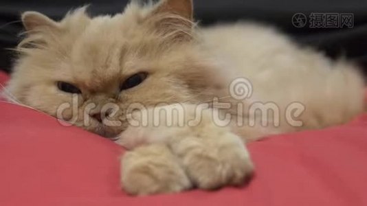 睡意朦胧的波斯猫在床上的运动视频