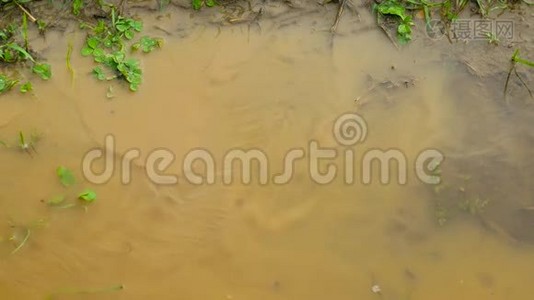 雨后的游泳池视频