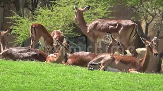 鹿类野生动物家族.视频
