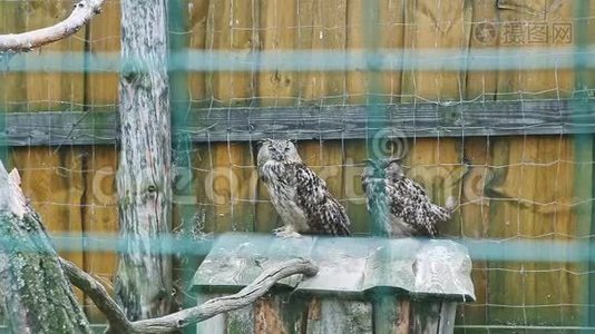 一对大野猫头鹰在笼子里的木屋里休息视频